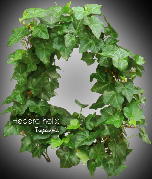 Topiaire - Hedera helix - Lierre anglais - English ivy